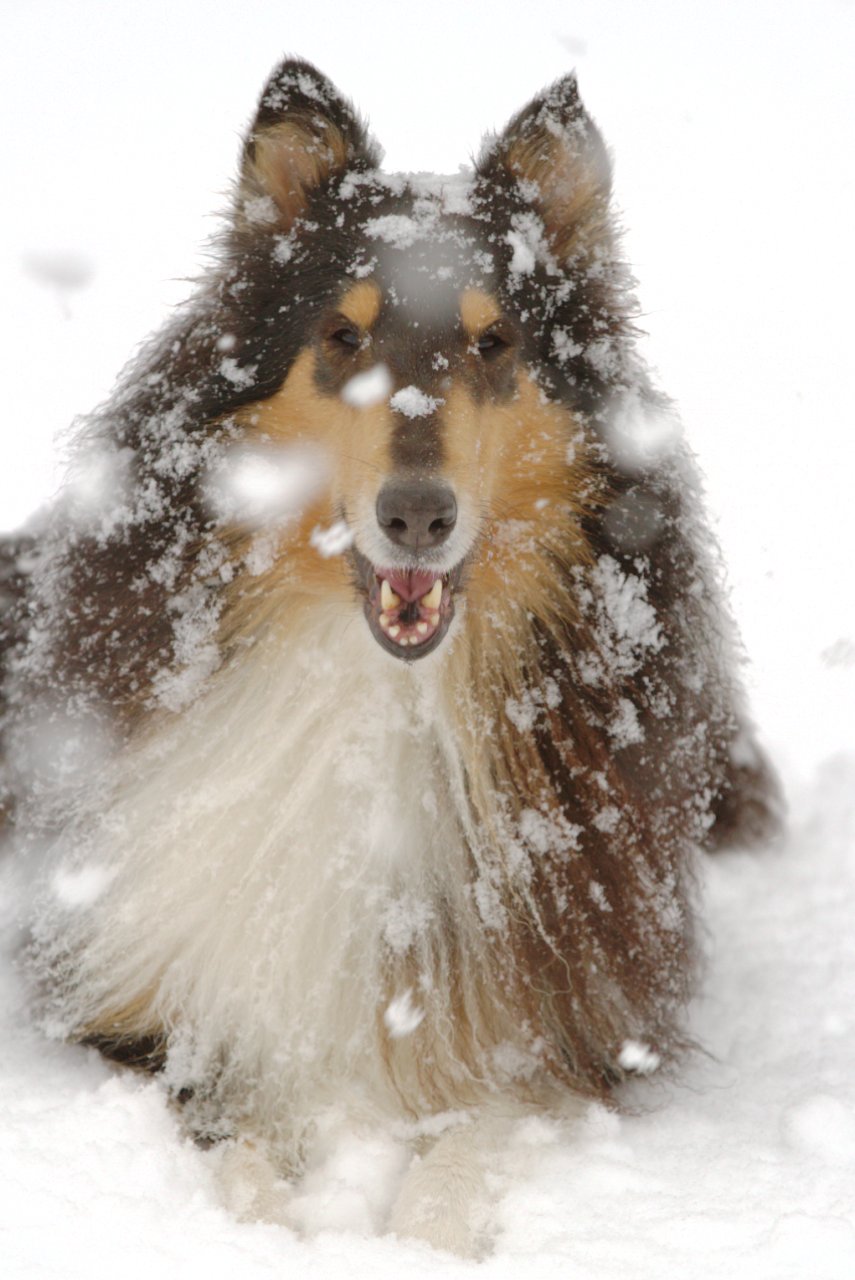 http://www.collies.jp/blog/images/7D_02829.jpg